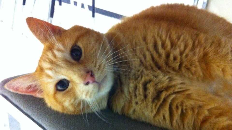Photos: Cat makes rounds at high school Photos: Cat makes rounds at high school