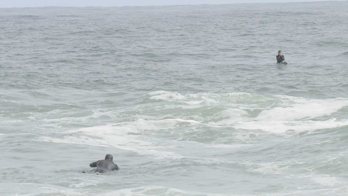 Stranded surfer rescued in Biddeford