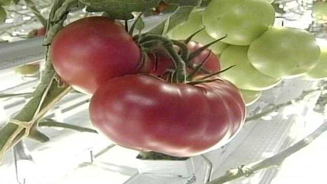 Backyard Farms Tosses Second Tomato Crop