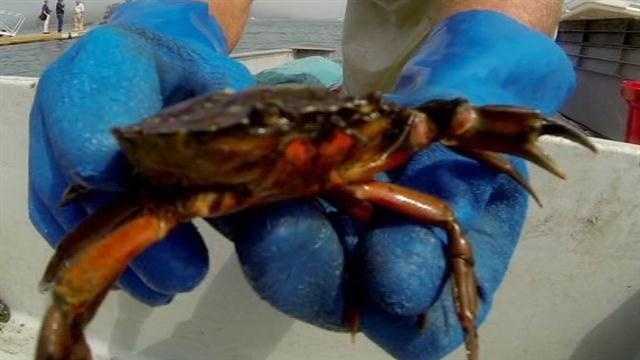 Photos Invasive Crabs Threaten Maine Coast