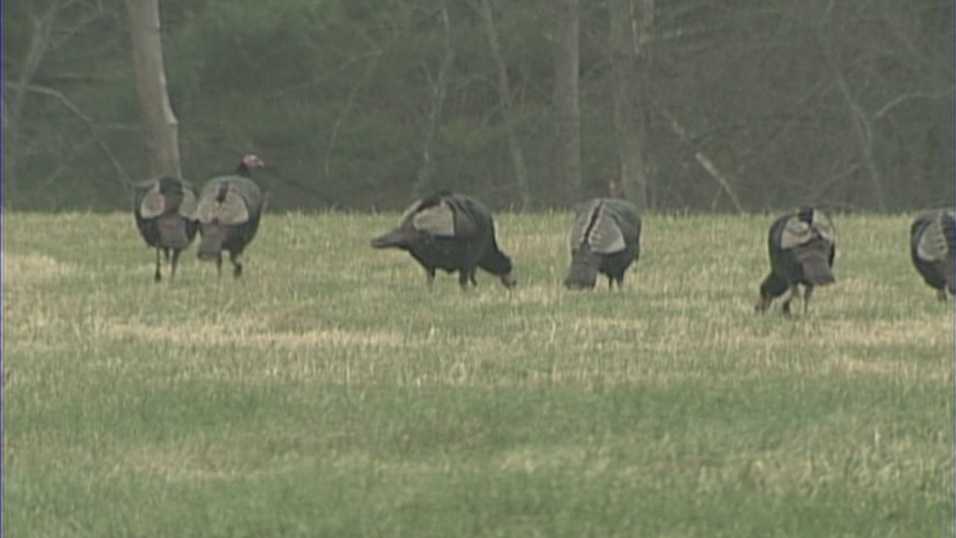 Turkey hunting season begins in Maine