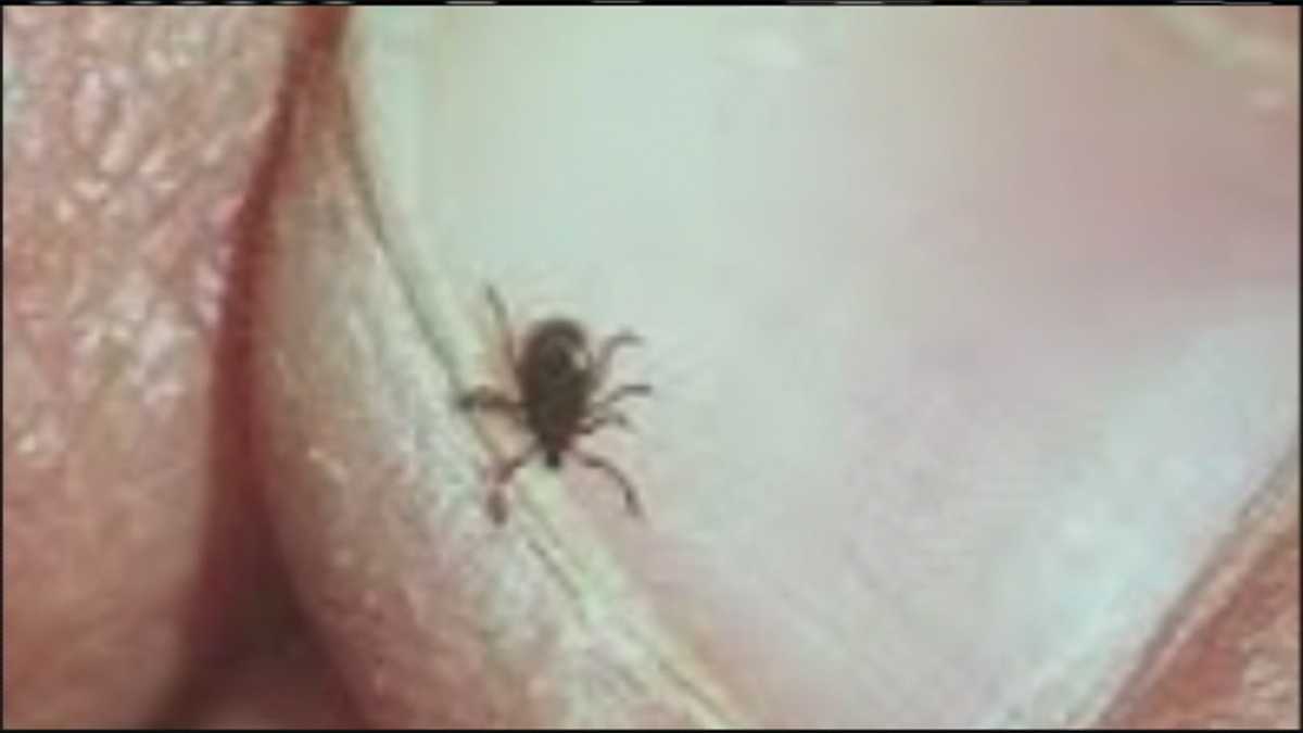 Ticks, Lyme disease growing danger in Maine