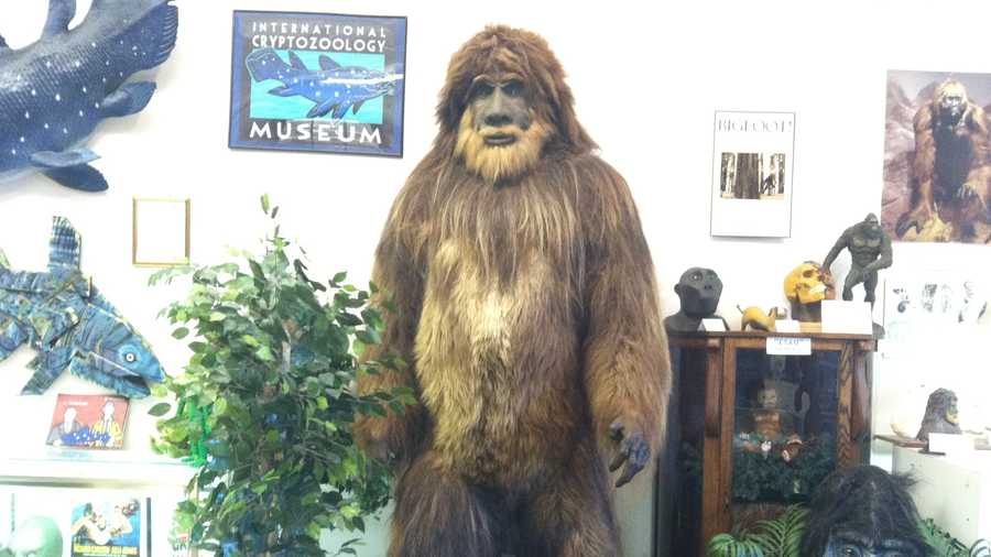 This is the Bigfoot display at the International Cryptozoology Museum in Portland