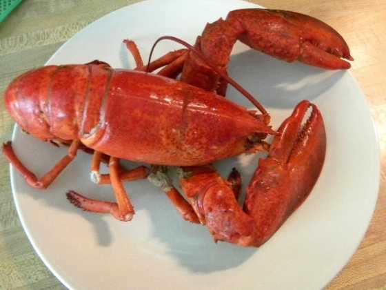 15 things you may not know about lobsters