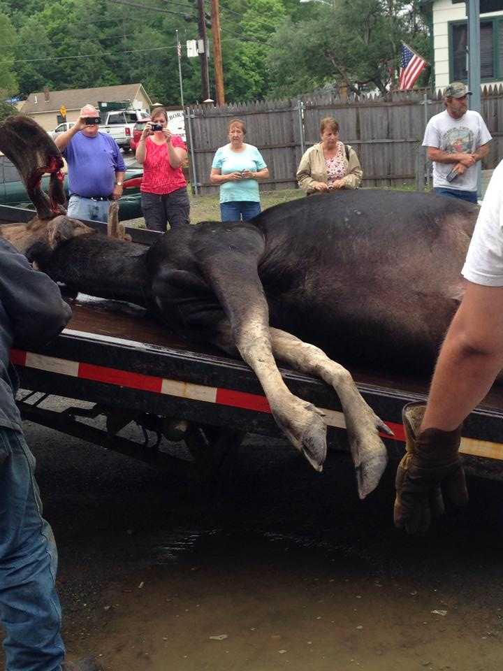 Incredible photos of moose vs. car