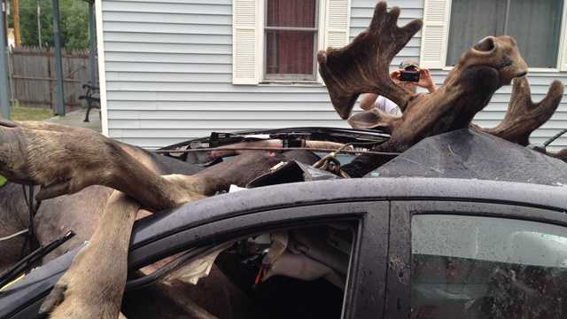 Incredible images from moose vs. car collision in northern Maine