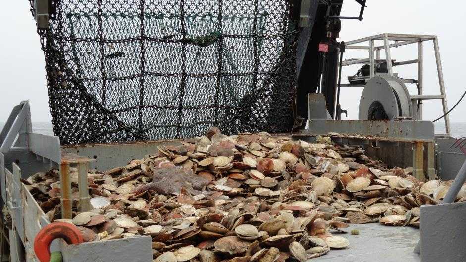 Maine's scallop fishery to face more closures