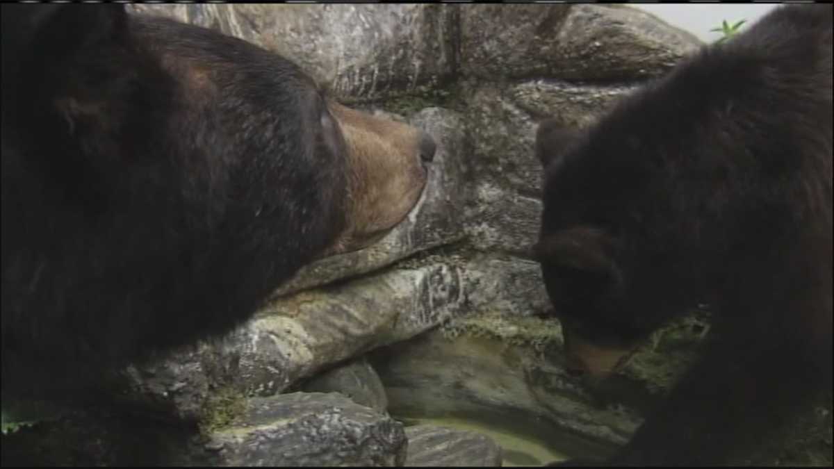 Maine bear baiting season, maybe last, closes