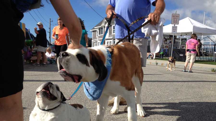 Two pups get ready to walk at the 20th annual Strut Your Mutt in Kennebunk