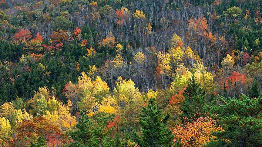 Maine's Favorite Fall Foliage Spots