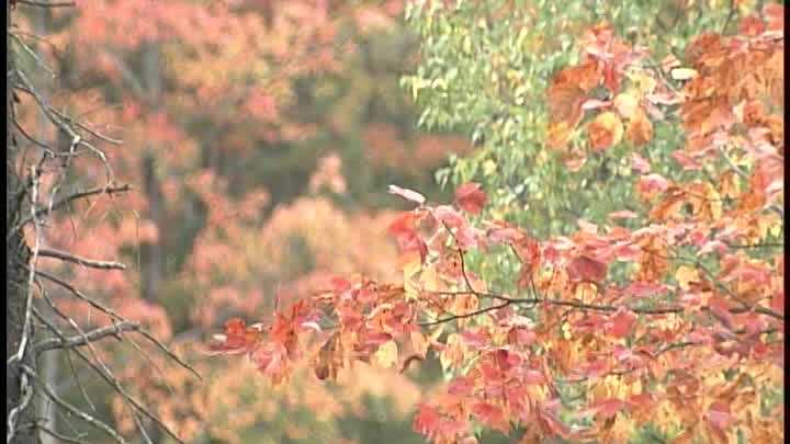 Meteorologist Matt Zidle has the fall foliage report for the weekend of Oct. 4-5.