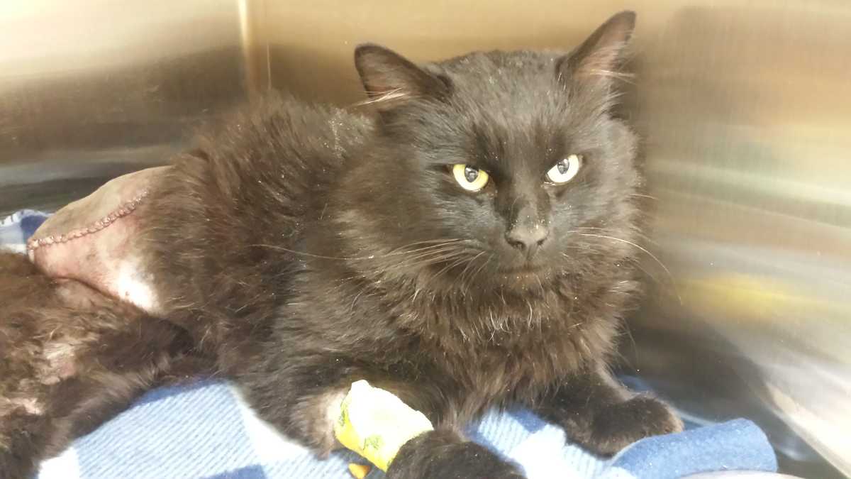 Cat recovers after amputation