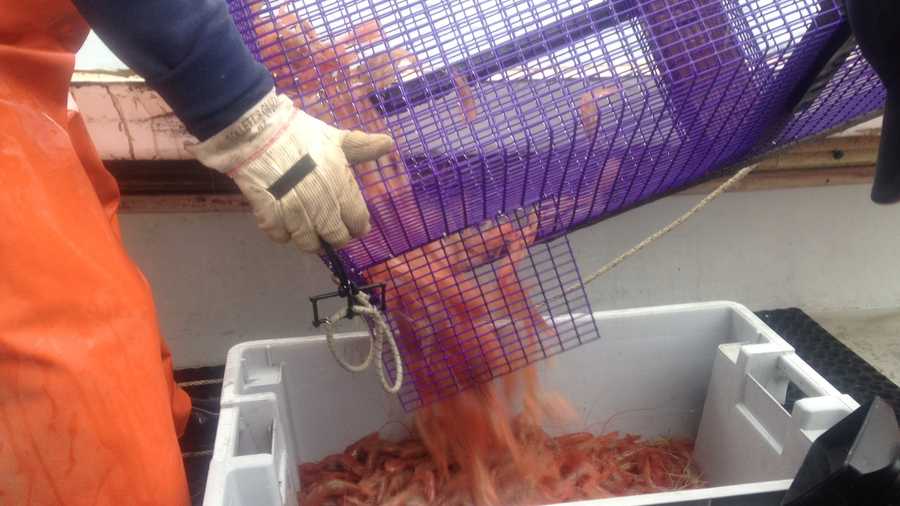 Gamage estimates he brought in 60 or 70 pounds of shrimp Tuesday, but he says that's not an indication that there are plenty of shrimp in the Gulf of Maine.