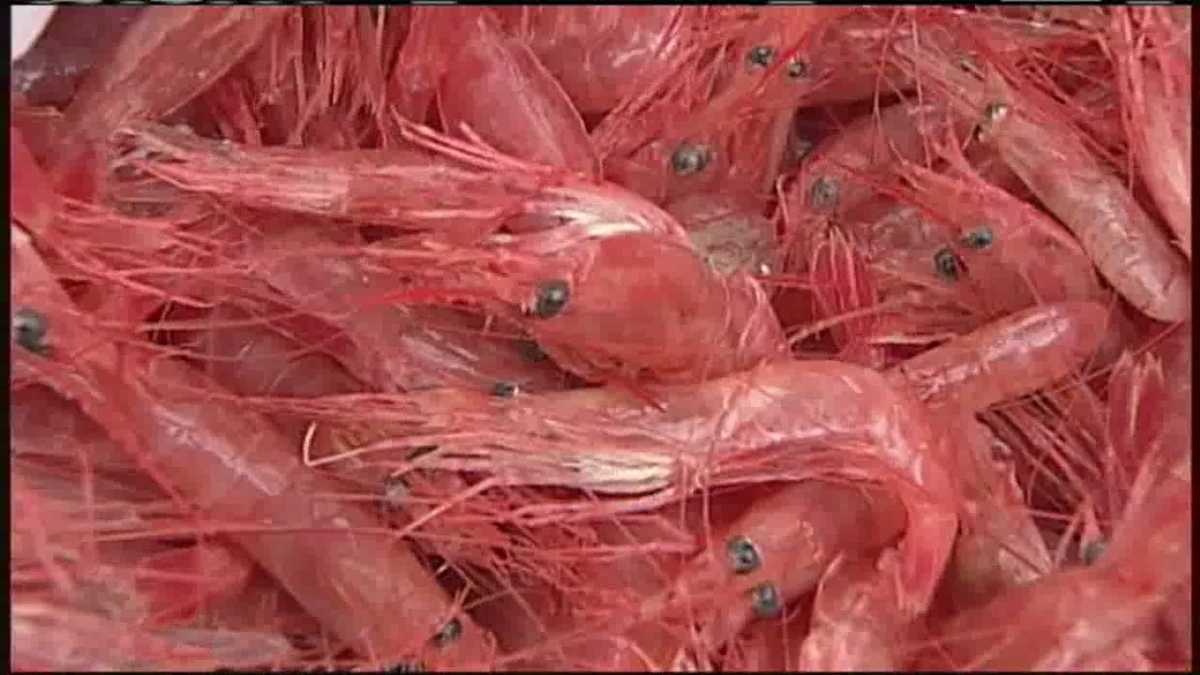 Canadian shrimp imports up as Maine fishery remains closed