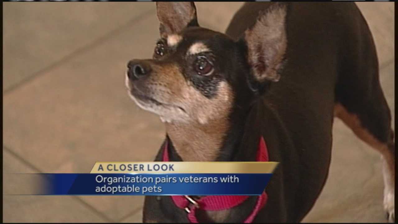 healing pets animal clinic