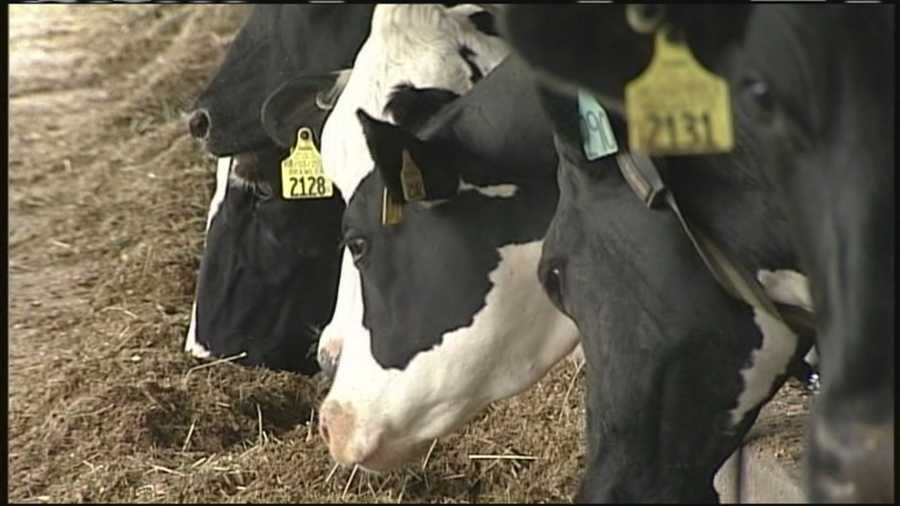 Number Of Maine Dairy Farms On The Decline 8831