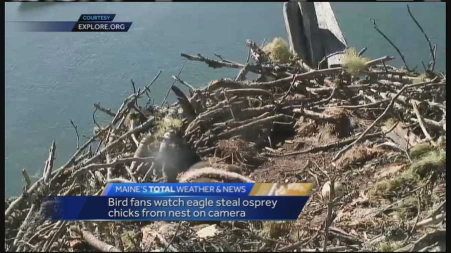 An Eagle was caught on camera stealing two osprey chicks from a nest. The camera was set up by Explore.org for people to monitor the nest.