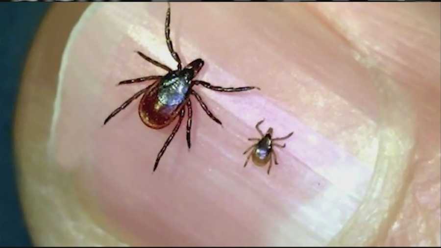 Maine highrisk area for Lyme disease, study says