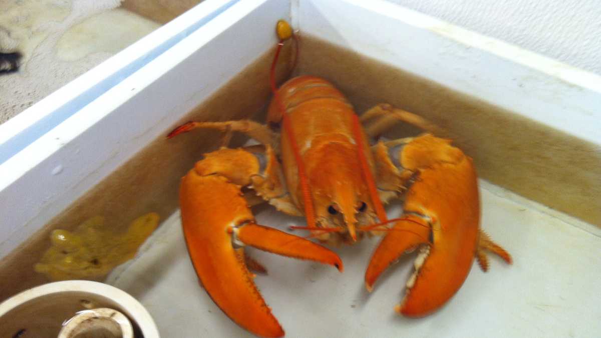 Photos Rare orange lobster found at grocery store
