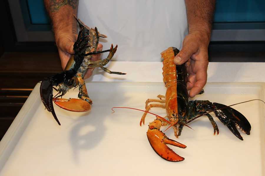 Photos Rare Lobster Joins Others At New England Aquarium 