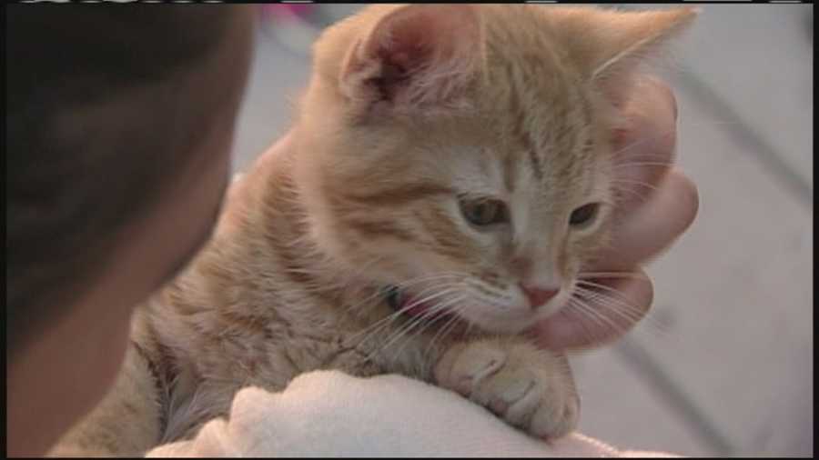 People in Portland had a chance to get a dose of kitten therapy while on their lunch break Wednesday.
