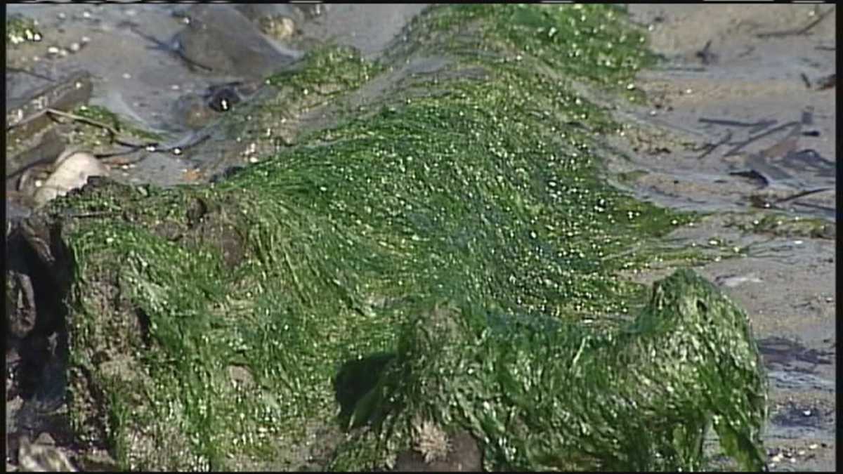 Algae bloom blamed for green slime at South Portland beach