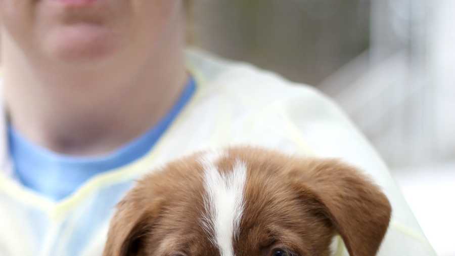 A holiday tail: Shelter offers to deliver adopted puppies on Christmas