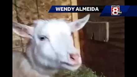 Videos of a Maine goat have been seen more than a million times. (Courtesy: Wendy Almeida)