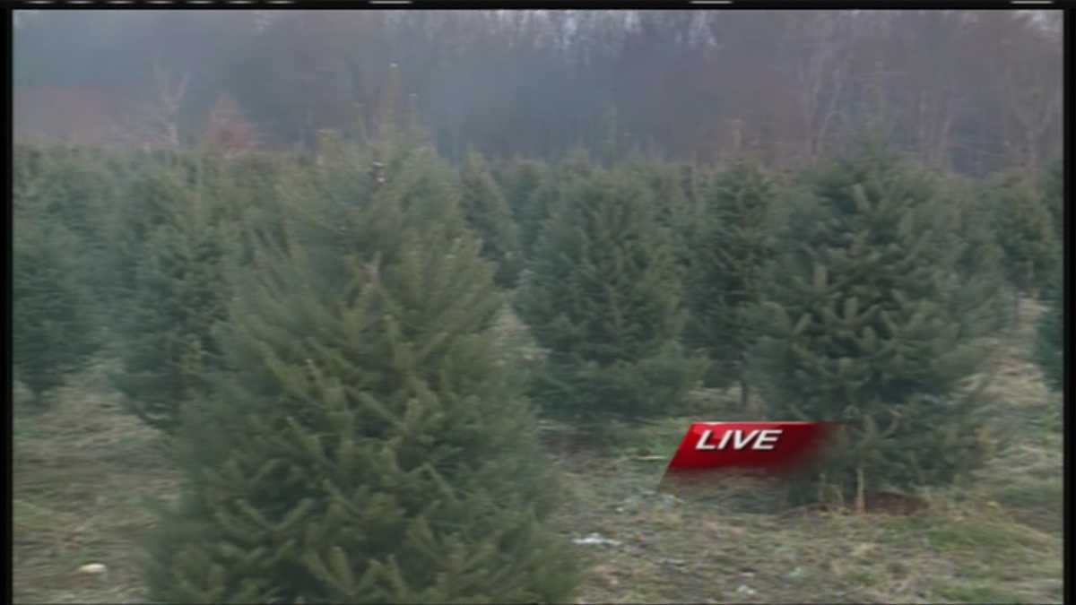 Christmas tree farm ready for the holidays