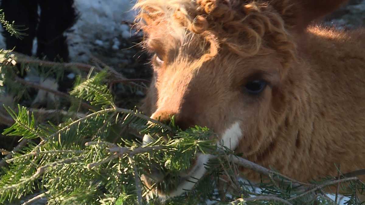 Farm looks for Christmas trees for alpacas