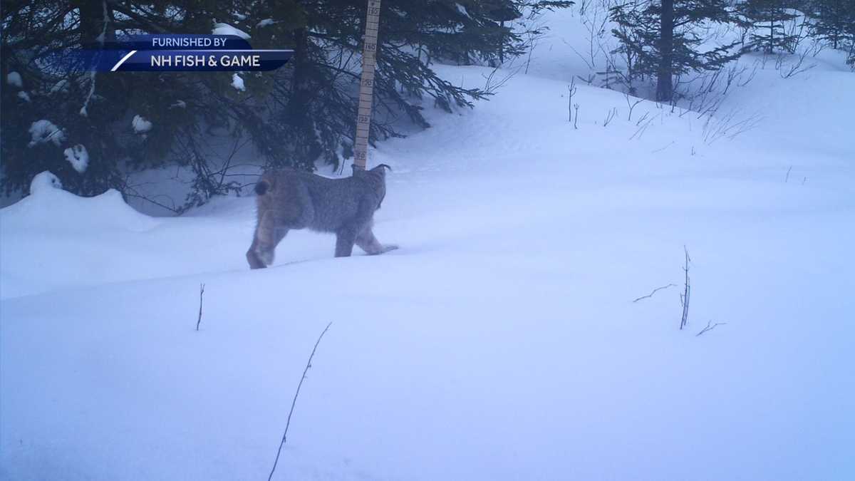 Rare Canada lynx captured on camera in New Hampshire