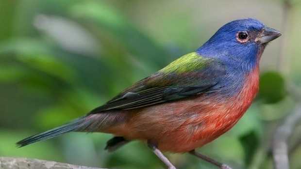 Rare 'flying rainbow' bird spotted in New England