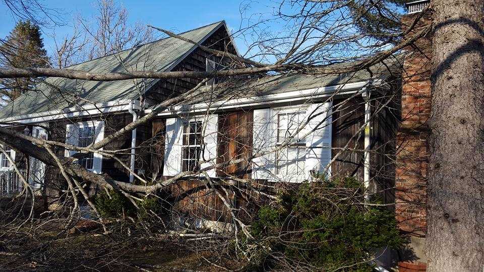 Photos: Howling winds take down trees, power lines