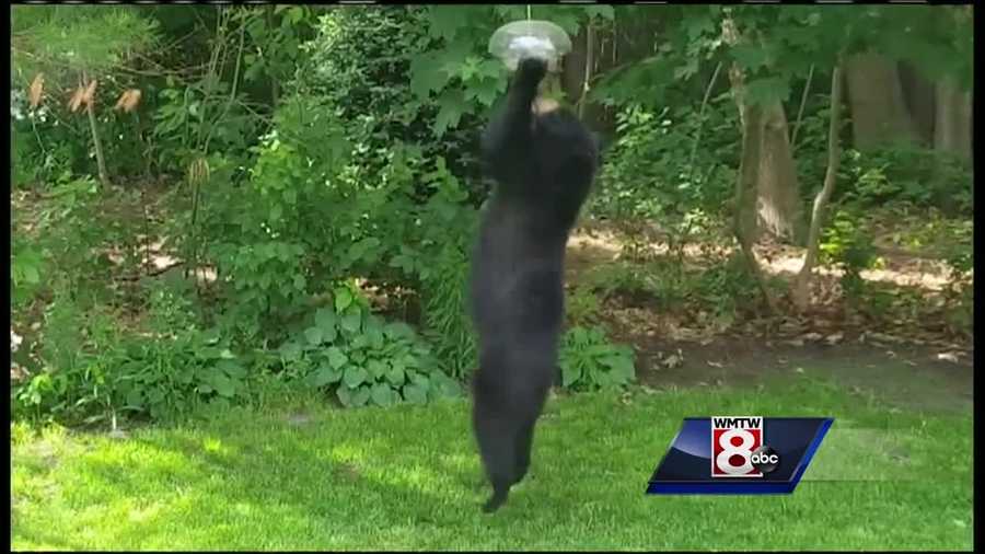 Police departments in southern Maine are seeing an uptick in bear sightings.