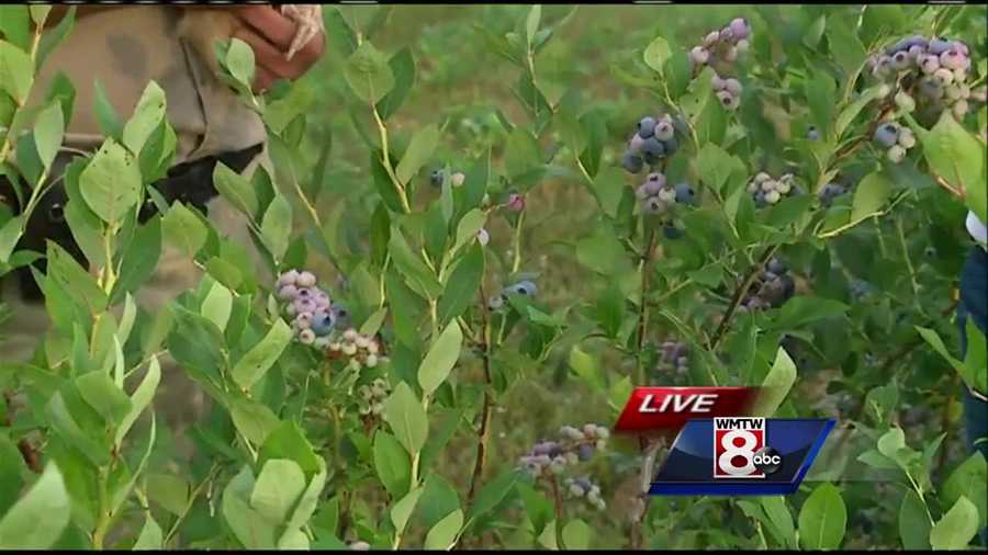 If you are craving a fresh blueberry pie or muffin, Maine's blueberry growers say right now is the best time to pick Maine's official berry. News 8's Courtney Sturgeon takes to Gorham for a look at the season ahead.