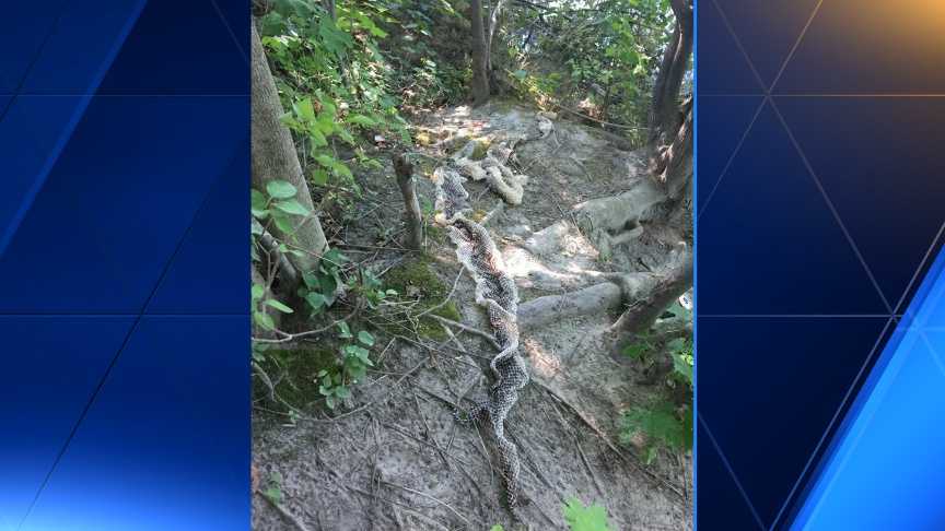 Signs of Wessie? Large snake skin found in Westbrook