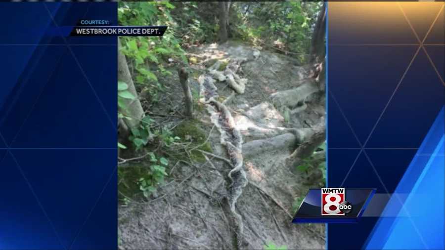 Westbrook police are warning the public about snakes after a large snake skin was found near the Presumpscot River.