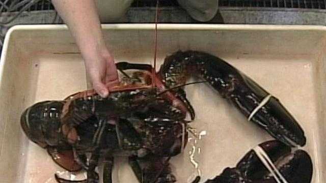 george the giant lobster
