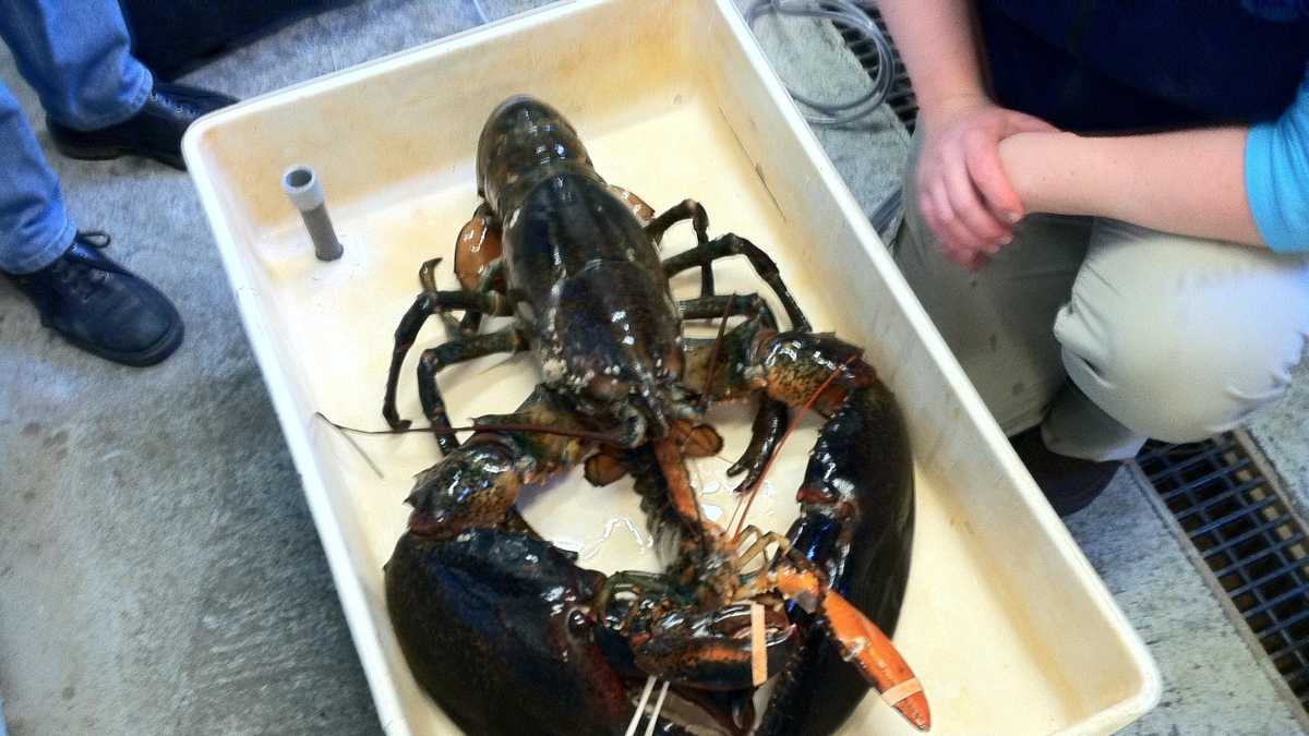 Photos Other rare lobsters caught off Maine coast