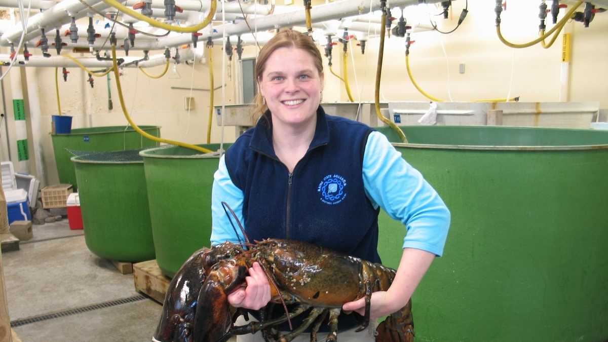 Photos: Other rare lobsters caught off Maine coast