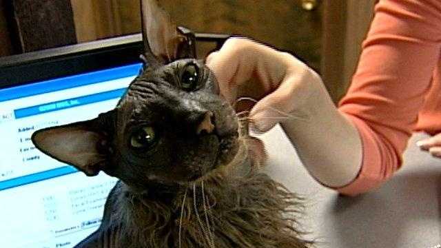 Photos: Ugly Bat Boy the cat from Exeter