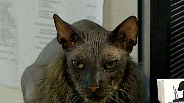 Cat known as Ugly Bat Boy dies Cat known as Ugly Bat Boy dies