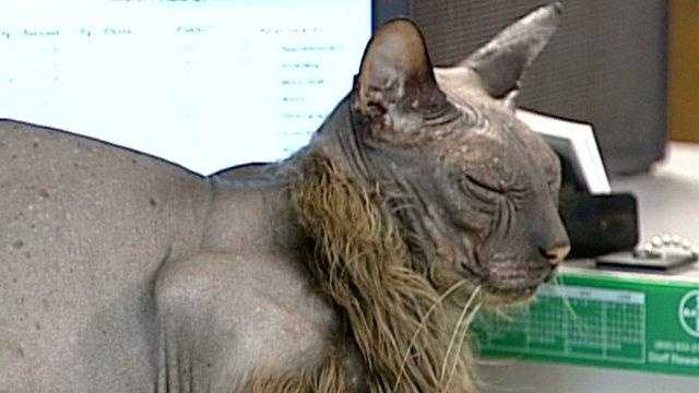 photos-ugly-bat-boy-the-cat-from-exeter