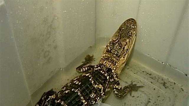 Shocking New Investigation Reveals the Horror Behind Hermès-Owned Crocodile  Farms