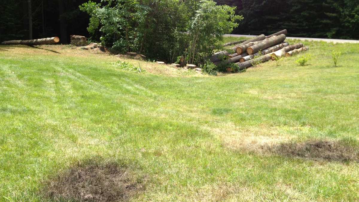 Tree service worker electrocuted in crane accident