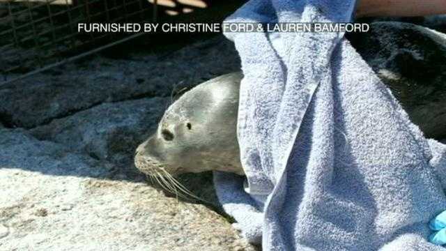 Seal Rescued