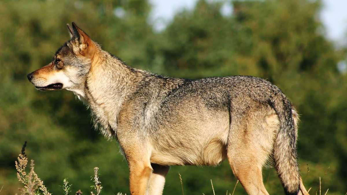 Images Endangered species of New Hampshire