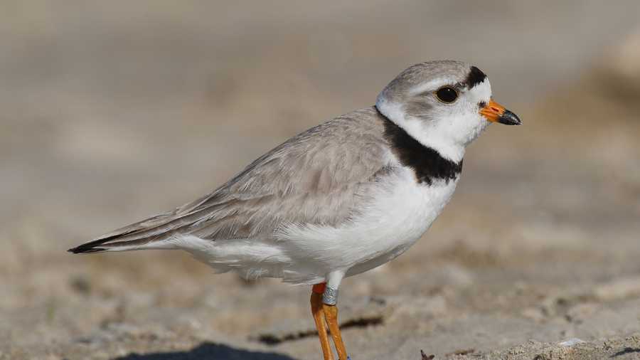 Piping plover, (Charadrius melodus)