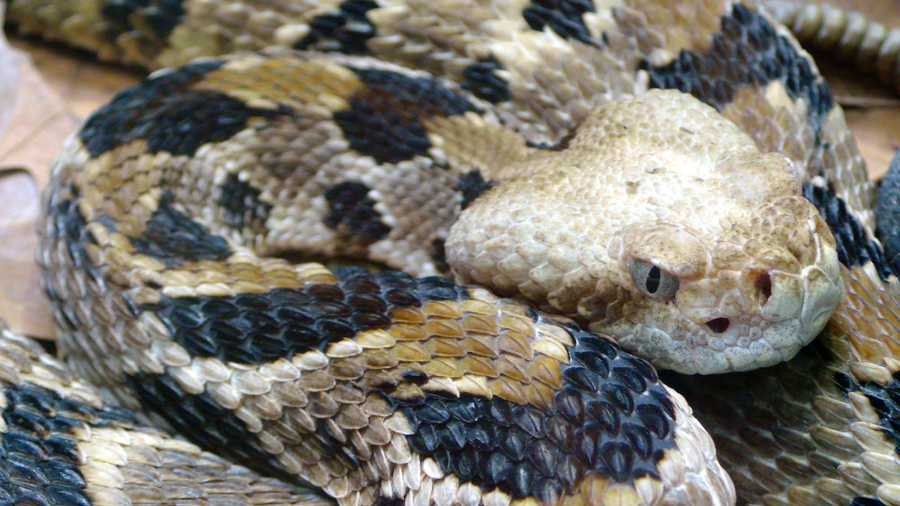 Massachusetts plans rattlesnake colony in Quabbin Reservoir