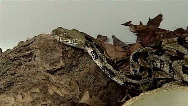 Warnings about rare snakes.